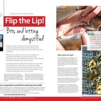 Flip the Lip! Bits and bitting demystified