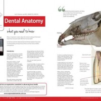 Dental Anatomy - what you need to know