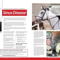 Sinus Disease in Horses