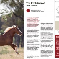 The Evolution of the Horse