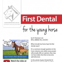 First Dental for the Young Horse