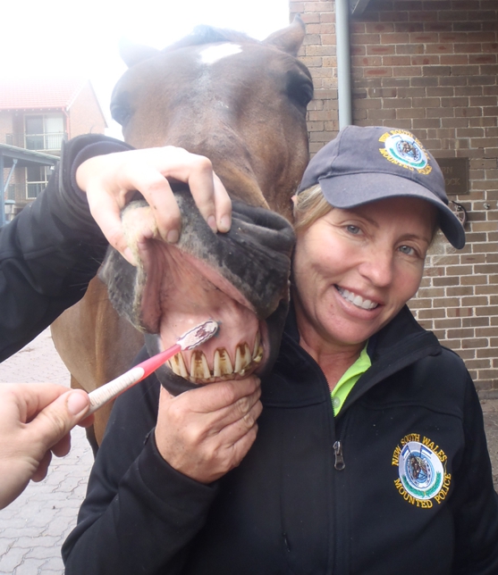 612 Years Advanced Equine Dentistry