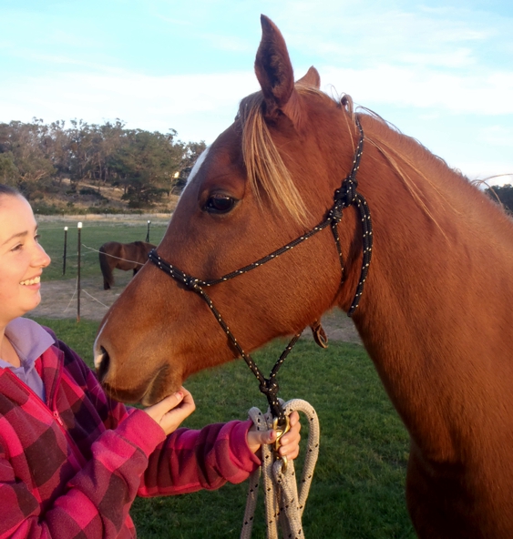 16 Years Advanced Equine Dentistry