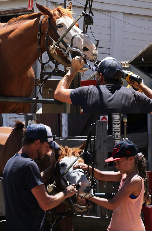 Advanced Equine Dentistry