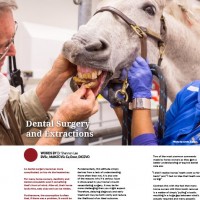 Dental Surgery and Extractions