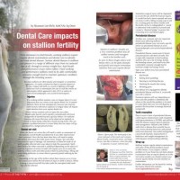Dental Care Impacts On Stallion Fertility