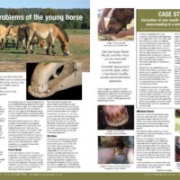 Dental Problems of the Young Horse